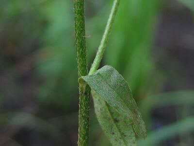 myosotis scorpioides blatt