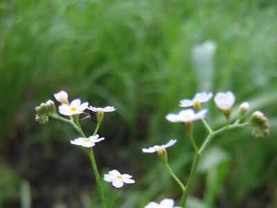 myosotis scorpioides habitus