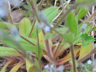 myosotis stricta blatt