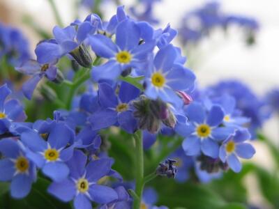 myosotis sylvatica