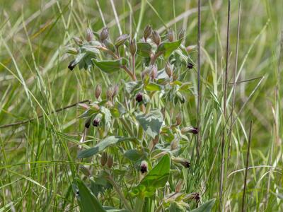 nonea erecta