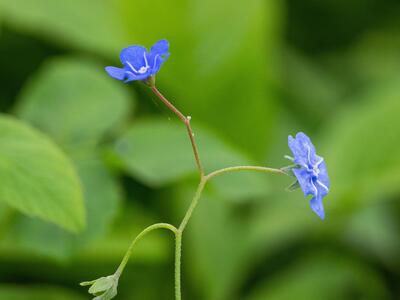 omphalodes verna