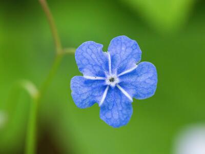 omphalodes verna detail