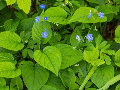 omphalodes verna habitus
