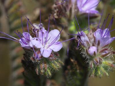 phacelia tanacetifolia