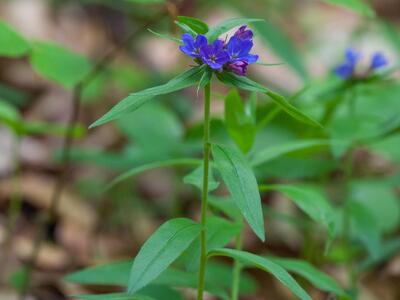 pulmonaria angustifolia