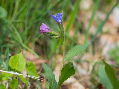 pulmonaria obscura