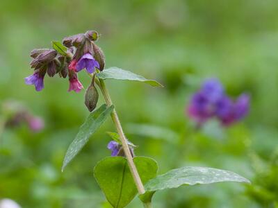 pulmonaria officinalis