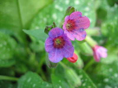 pulmonaria officinalis bluete