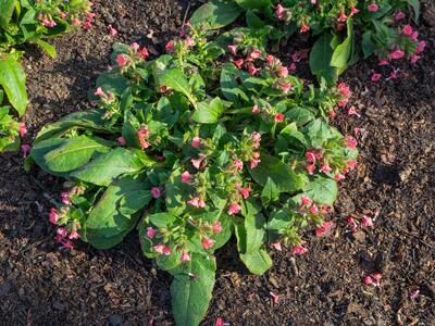 pulmonaria rubra