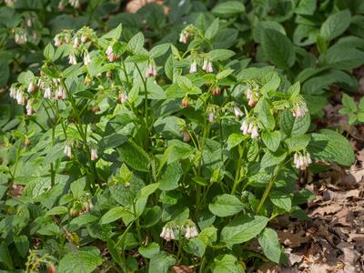 symphytum ibericum