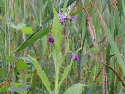 symphytum officinale