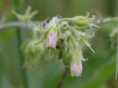 symphytum officinale weiss