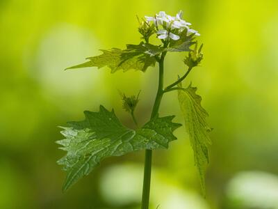 alliaria petiolata