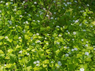 alliaria petiolata habitus