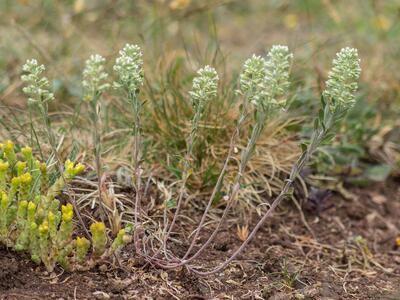 alyssum alyssoides