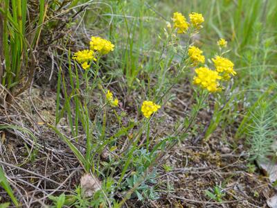 alyssum montanum ssp montanum