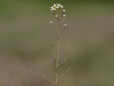 arabidopsis thaliana