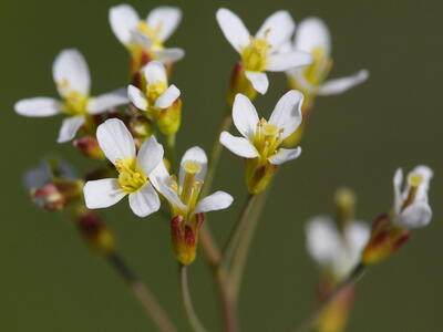 arabidopsis thaliana detail