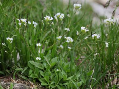 arabis alpina