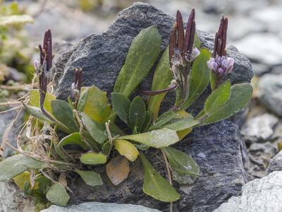 arabis caerulea