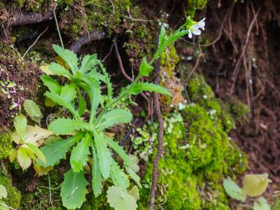 arabis caucasica