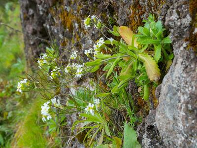 arabis caucasica habitus