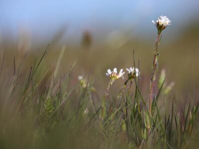 arabis hirsuta