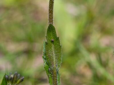 arabis hirsuta haare