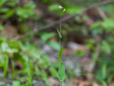 arabis pauciflora