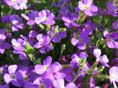 aubrieta deltoidea