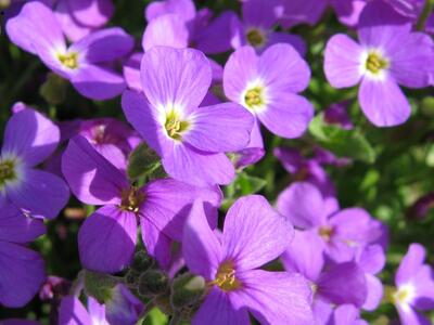 aubrieta deltoidea bluete