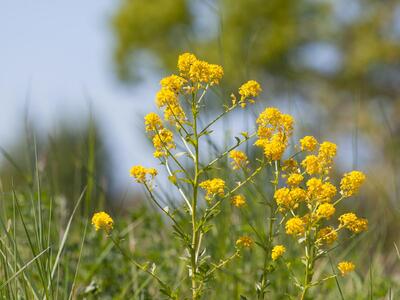 barbarea vulgaris ssp arcuata