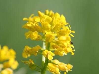 barbarea vulgaris ssp vulgaris