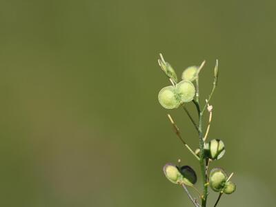 biscutella laevigata