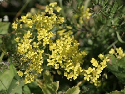 biscutella laevigata blueten