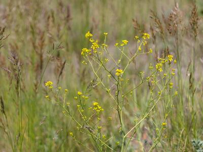 brassica elongata