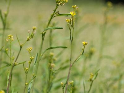 brassica juncea