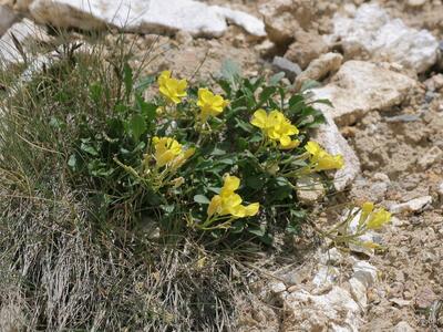 brassica repanda