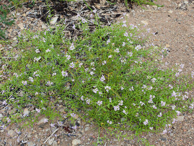 cakile maritima ssp baltica