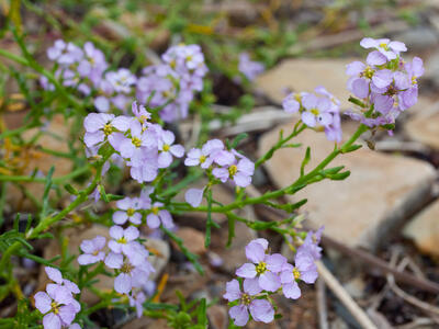 cakile maritima ssp baltica detail