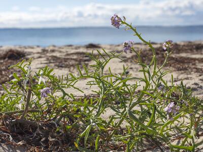 cakile maritima ssp maritima