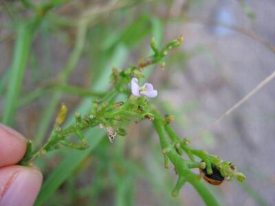 cakile maritima ssp maritima bluete