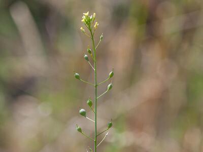 camelina microcarpa ssp microcarpa