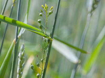 camelina microcarpa ssp sylvestris