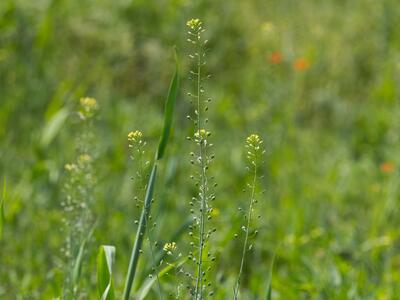 camelina sativa ssp sativa