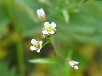 capsella bursa-pastoris