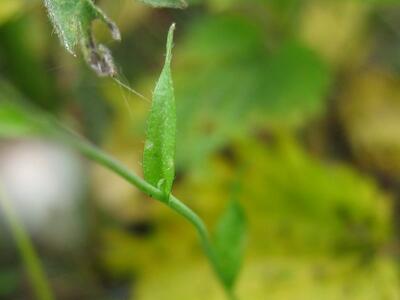 capsella bursa-pastoris blatt