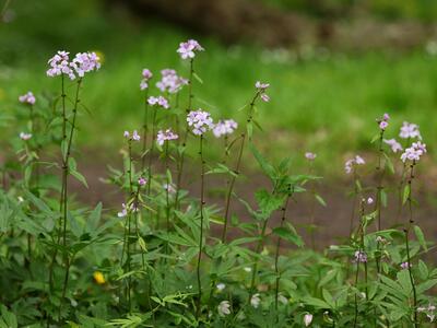 cardamine bulbifera