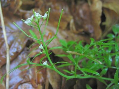 cardamine flexuosa